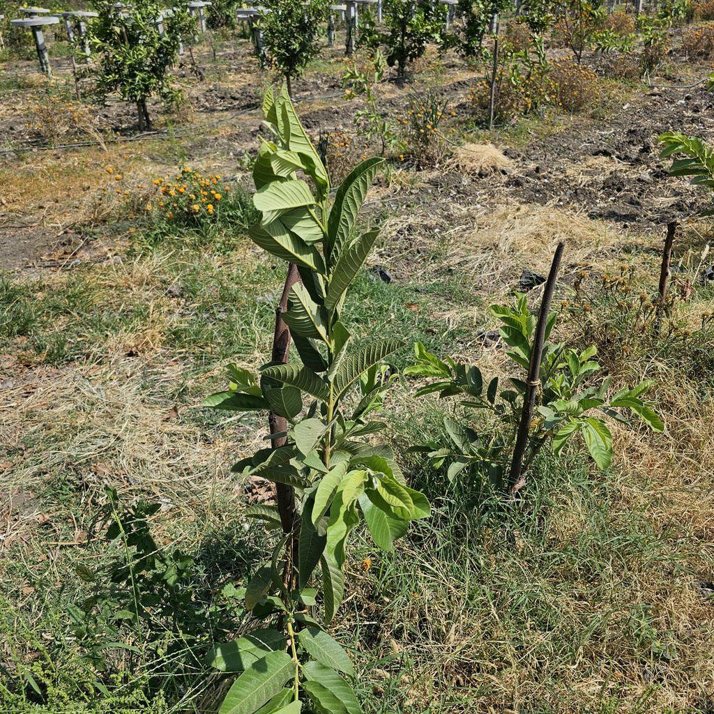 VNR Bihi Guava Plant