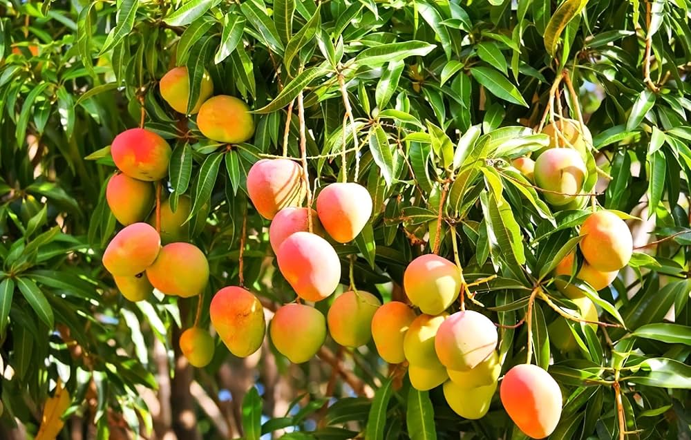Kesar mango sapling showing height and overall plant structure