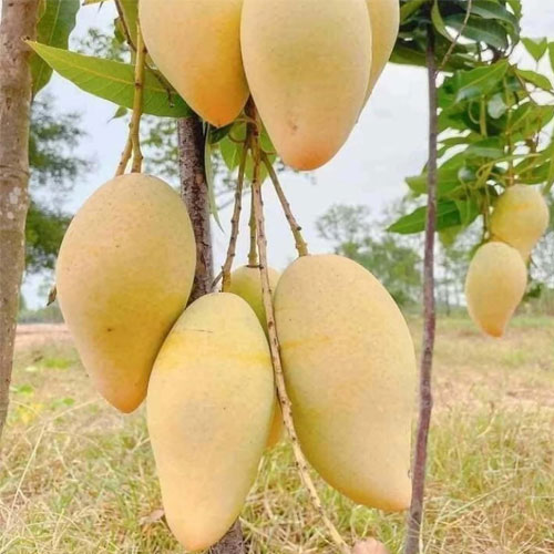 Nam Doc Mai mango fruit plant growing in a black nursery pot