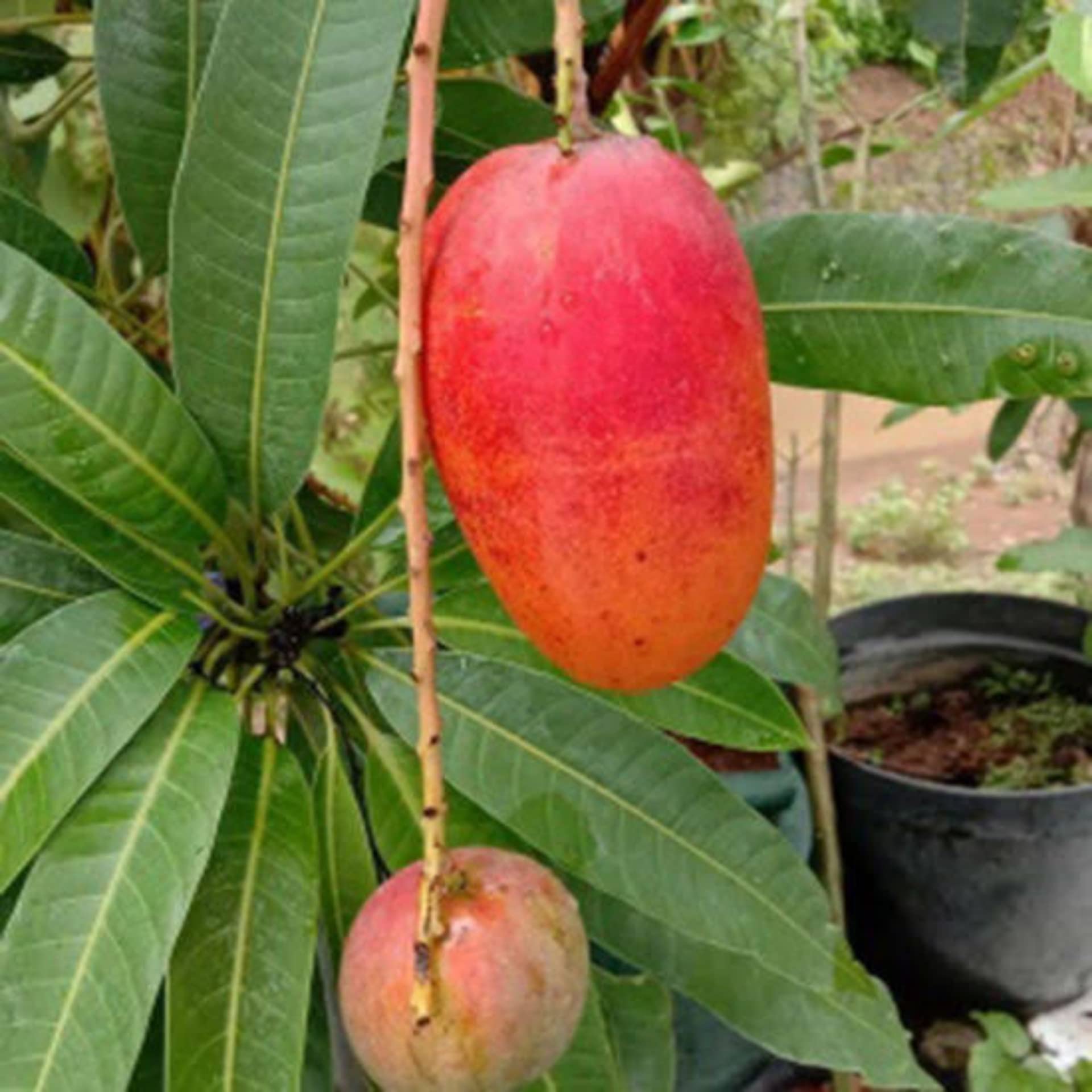 PUSA Arunima mango fruit plant growing in a black nursery pot