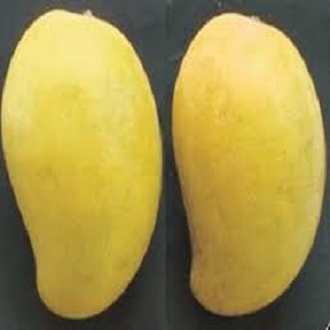 Pusa Shrestha mango sapling showing height and overall plant structure