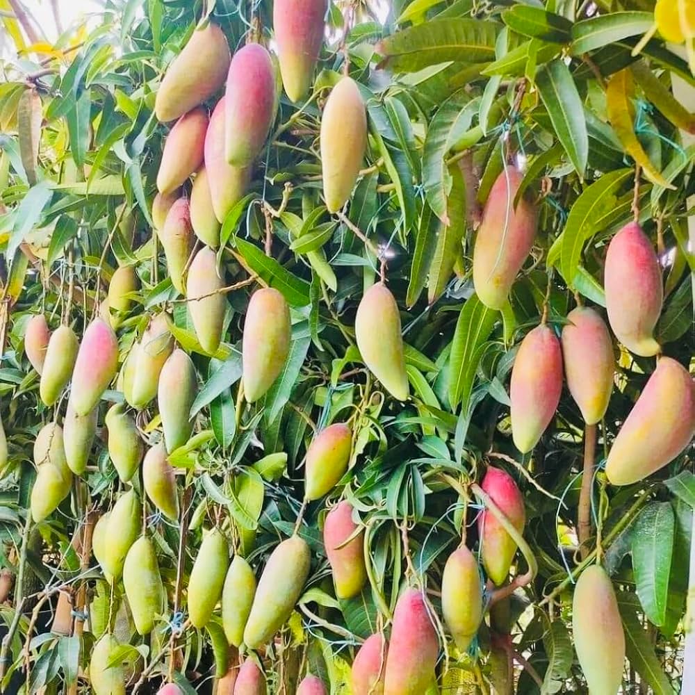 Close-up of healthy leaves on a Red Ivory mango plant
