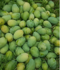 Chausa mango sapling showing height and overall plant structure