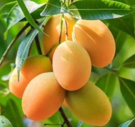 Alphonso mango fruit plant growing in a black nursery pot